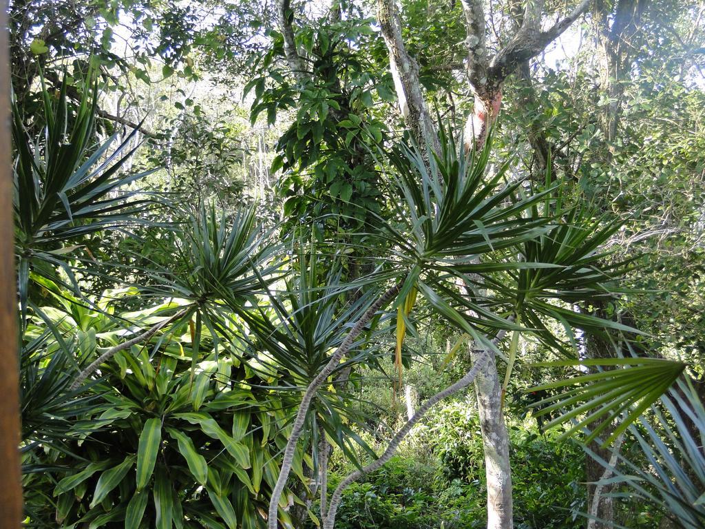 Pousada Lembranca Florianópolis Eksteriør billede